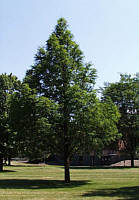 Metasequoia glyptostroboides