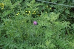 Akkerdistel.