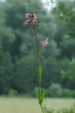 Koekoeksbloem, echte.