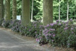 Rhododendron .